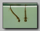 Culicidae