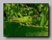 acrididae