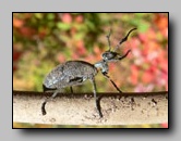 Meloidae