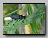 [meloidae]