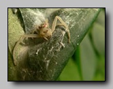 Thomisidae