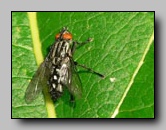 Sarcophagidae