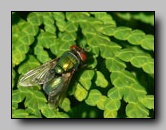 [calliphoridae]