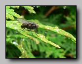 Muscidae