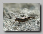 gryllidae