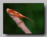 Thremmatidae