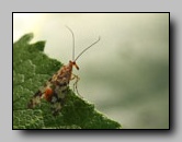 panorpidae