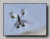 Gerridae