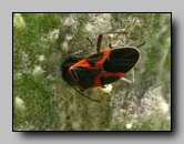 [lygaeidae]