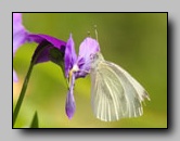 Pieridae