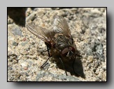 Calliphoridae