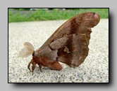 Saturniidae