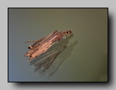 Psychidae