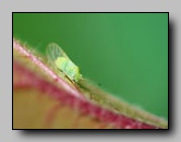 Psyllidae