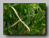[pterophoridae]