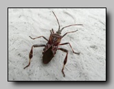 Coreidae