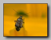 Miridae