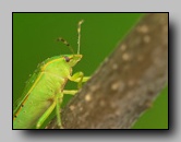 Pentatomidae