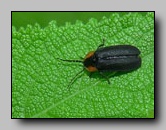 [lampyridae]