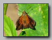 Hesperiidae