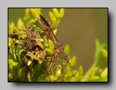Reduviidae
