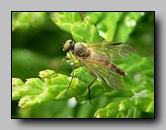 Rhagionidae