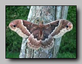 [saturniidae]