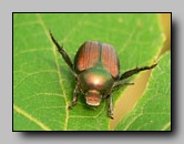Scarabaeidae