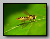 Syrphidae