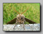 Sphingidae