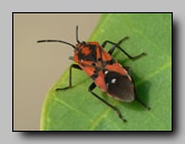 Lygaeidae