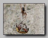 Theridiidae