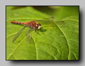 Libellulidae