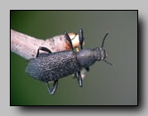 Tenebrionidae
