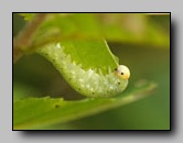 Cimbicidae