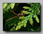 ichneumonidae