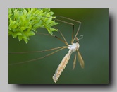 Tipulidae