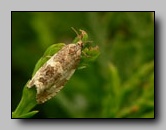 Tortricidae