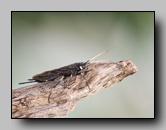 siricidae
