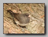 [emberizidae]