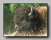 Bovidae