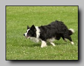 Chiens