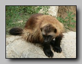 Mustelidae