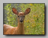 Cervidae