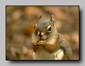 [sciuridae]
