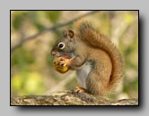 Sciuridae