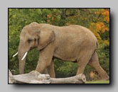 elephantidae