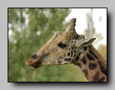 Giraffidae
