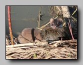 [mustelidae]