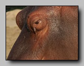 Hippopotamidae